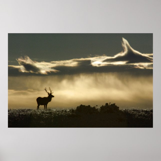 Pôster alce no parque de ferradura rmnp (Frente)