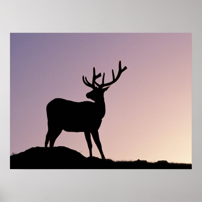 Poster Alce Parque Nacional das Montanhas Rochosas Colora (Frente)
