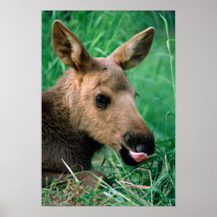 Poster alces, alces do Alces, vitela que encontra-se na