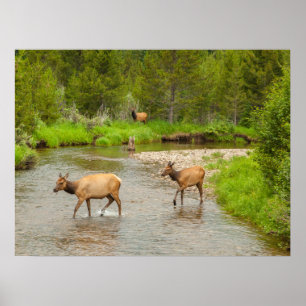 Poster Alces cruzando o rio Colorado