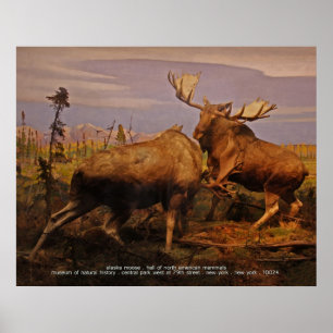 Poster alces de Alaska