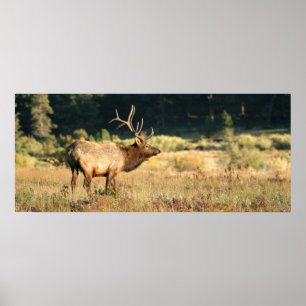 Poster Alces de Bull no parque nacional rochoso de