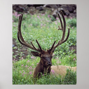 Poster Alces de Bull que descansam no prado alpino com