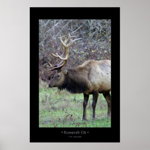 Poster Alces de Roosevelt