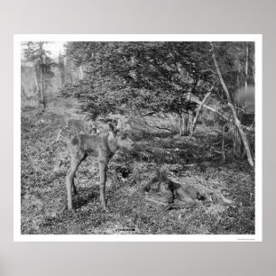 Pôster Alces do bebê em Alaska 1915