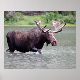 Poster Alces em uma missão