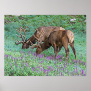 Poster Alces machos Parque Nacional das Montanhas Rochosa