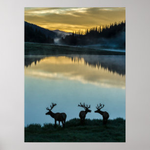 Poster Alces Machos Silhuetados Poudre Lake Nascer do Sol