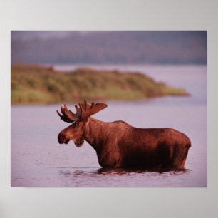 Poster Alces no lago