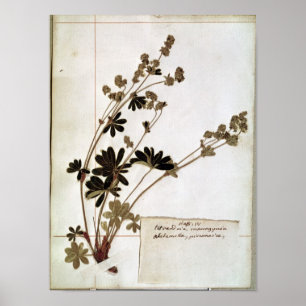 Pôster Alchemilla, from a Herbarium