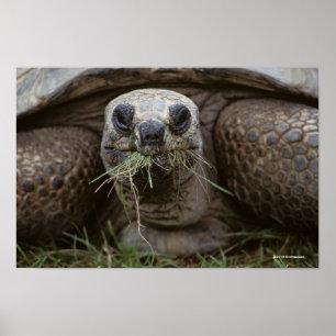 Poster Aldabra Tortoise Grazing