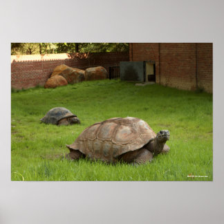 Poster Aldabra Tortoises em Grass