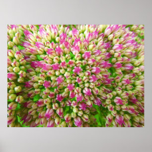 Poster Alegria do outono de Sedum