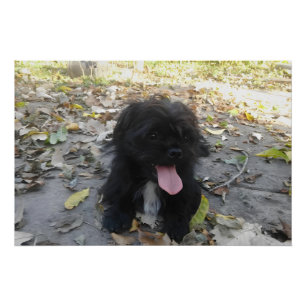 Pôster Alerta de Cachorrinho Fofo