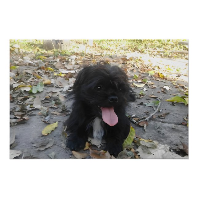 Pôster Alerta de Cachorrinho Fofo (Frente)