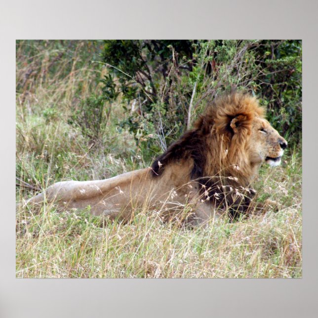 Poster alerta de leão (Frente)
