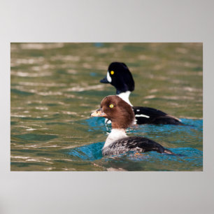 Poster Alerta Goldeneye