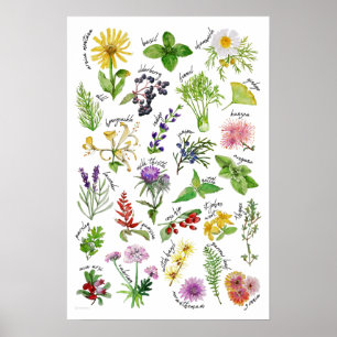 Poster Alfabeto das plantas e das ervas