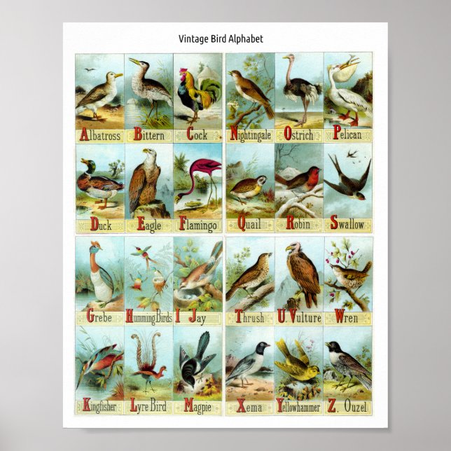 Poster Alfabeto de Pássaros Vintage (Frente)