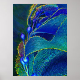 Pôster alga azul