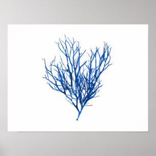 Poster Alga azul #10 42x32 cm