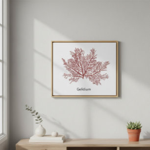 Poster Alga Gelidium Desenhada à Mão