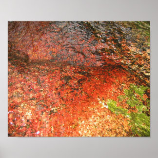 Poster Algae de Honduras