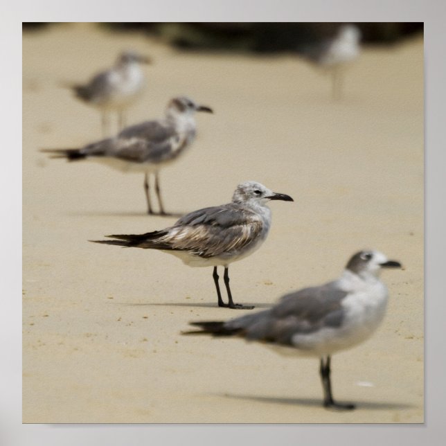 Poster Algas (Frente)