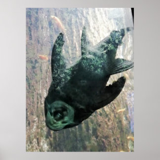 Poster Algas comem num aquário.