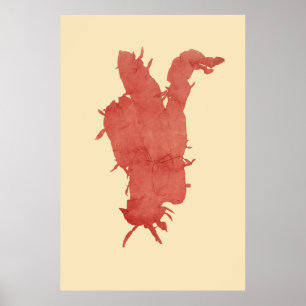 Poster Algas Presas Originais Segundo De Quatro