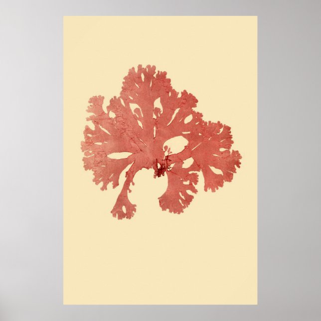 Poster Algas Presas Originais Terço De Quatro (Frente)