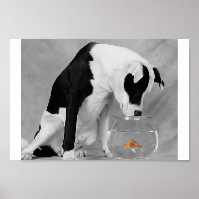 Pôster Algo para comer, talvez? (Frente)