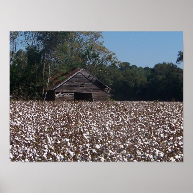 Pôster Algodão alto (Frente)