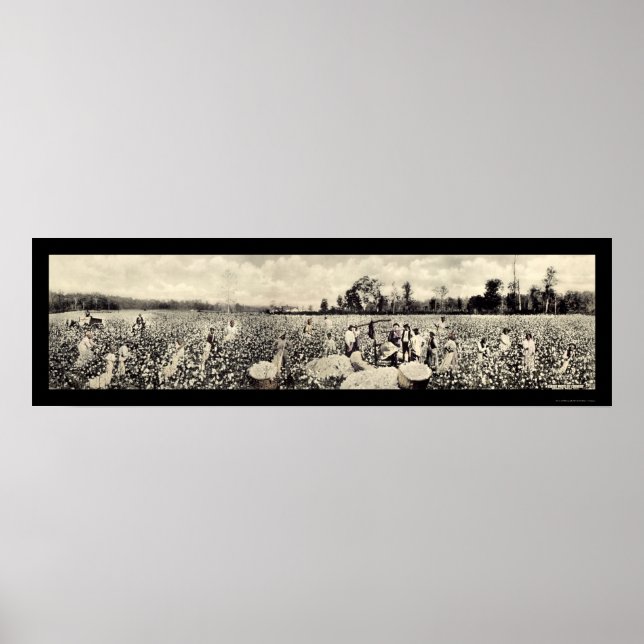 Pôster Algodão Bilhão de Dólares Foto 1915 (Frente)