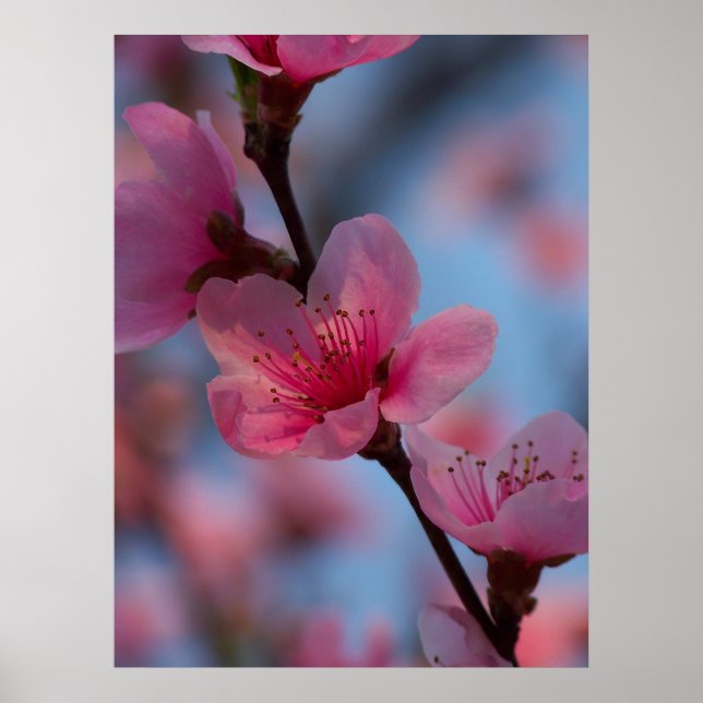 Pôster algodão doce (Frente)