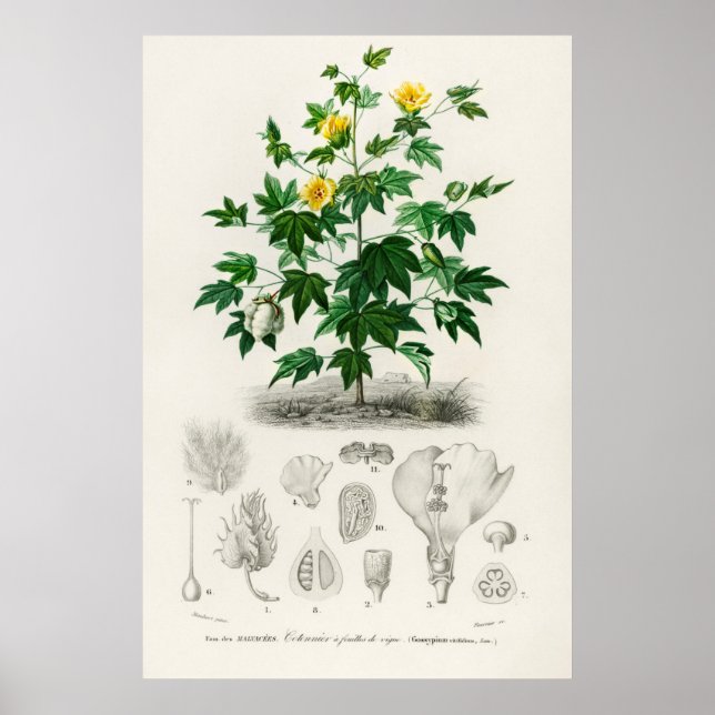 Poster Algodão Sea Island (gossypium vitifolium) (Frente)