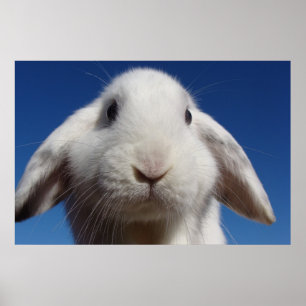 Pôster Alice - White Lop Rabbit