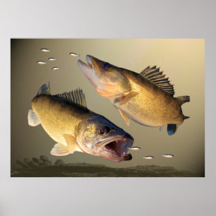 Pôster Alimentação de dois Walleye