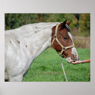 Poster Alimentação do cavalo