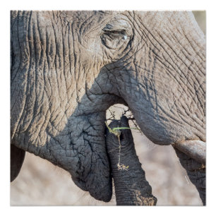 Pôster Alimentação elefante
