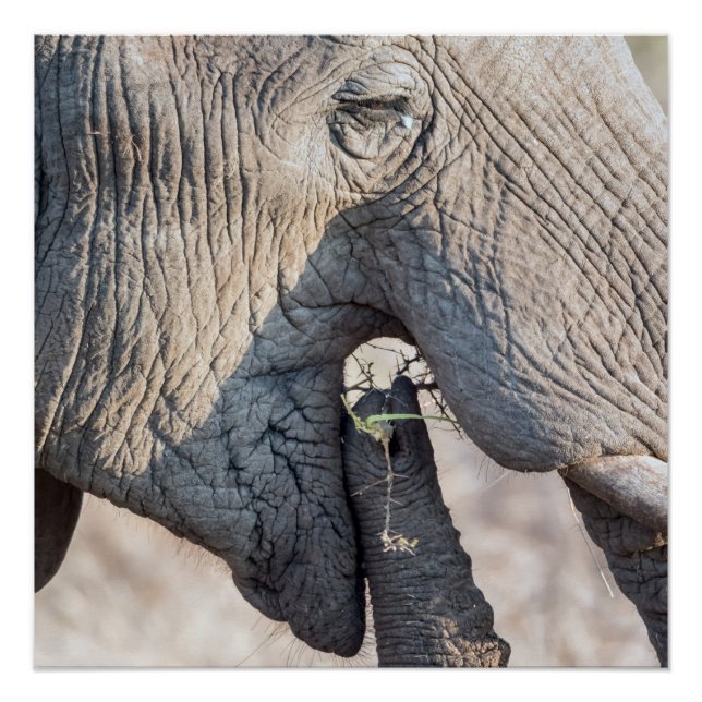 Pôster Alimentação elefante (Frente)