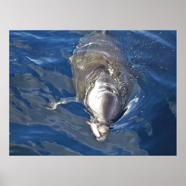 Poster Alimentando o golfinho (Frente)