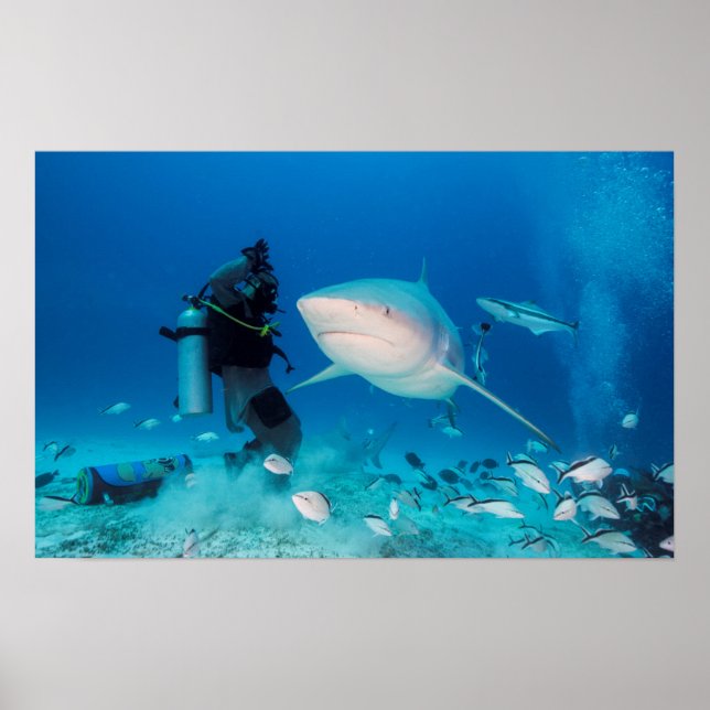 Pôster Alimentando O Touro (Frente)