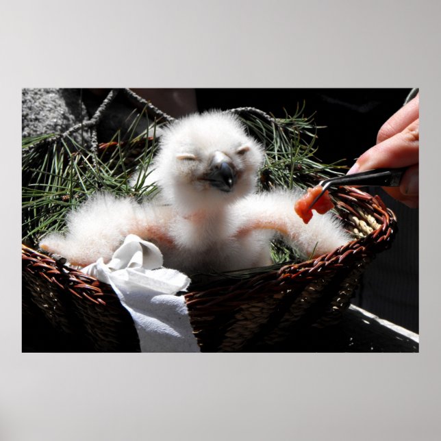 Poster Alimentando um pintinho de águia-coruja (Frente)