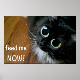 Poster alimente-me AGORA!