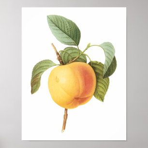 Pôster Alimento de Fruta Antiga, Maçã Calville por Redout