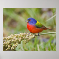 Alimentos para machos pintados (Passerian ciris)