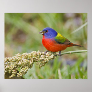 Pôster Alimentos para machos pintados (Passerian ciris)