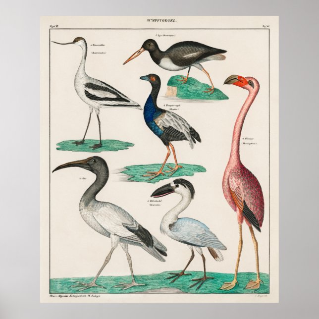 Poster Allgemeine Naturgeschichte de Oken (Frente)