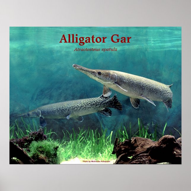 Pôster Alligator の ポ ス タ ー (Frente)